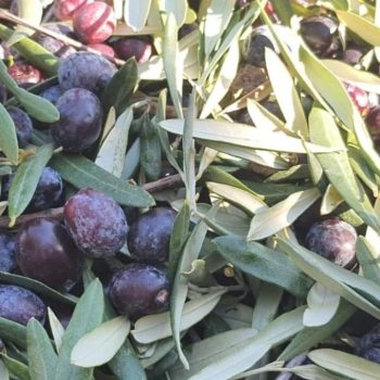 Gemlik Tipi Sele Siyah Zeytin - 1kg