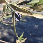 zeytin-2